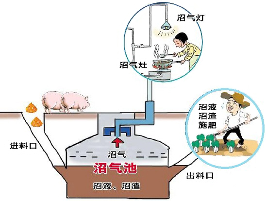 沼气发酵 沼气发酵菌